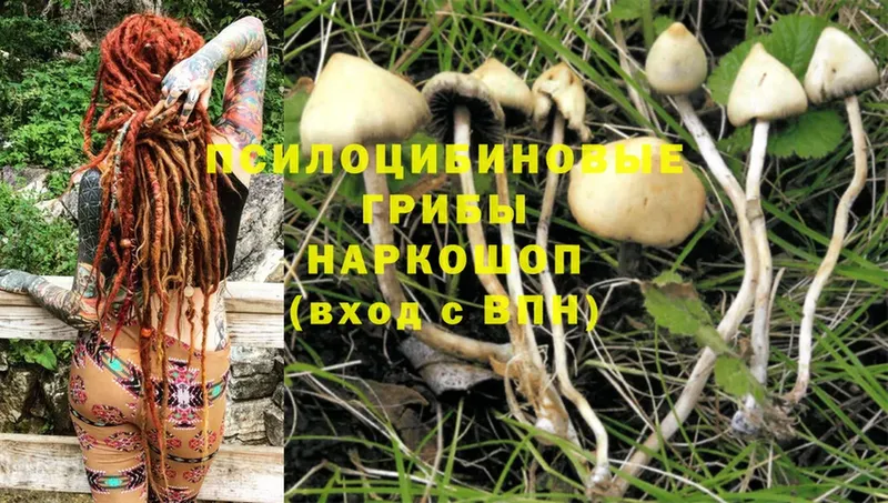 кракен зеркало  darknet наркотические препараты  Галлюциногенные грибы Magic Shrooms  наркота  Кодинск 